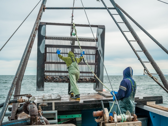 Annands Clam Fishers